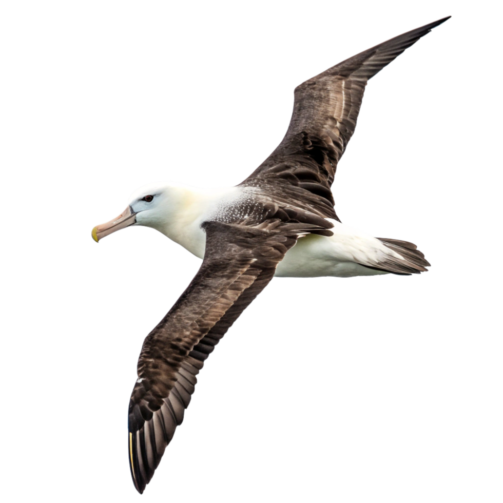A Image of a Black browed Albatross in Flight Against a Black Background png