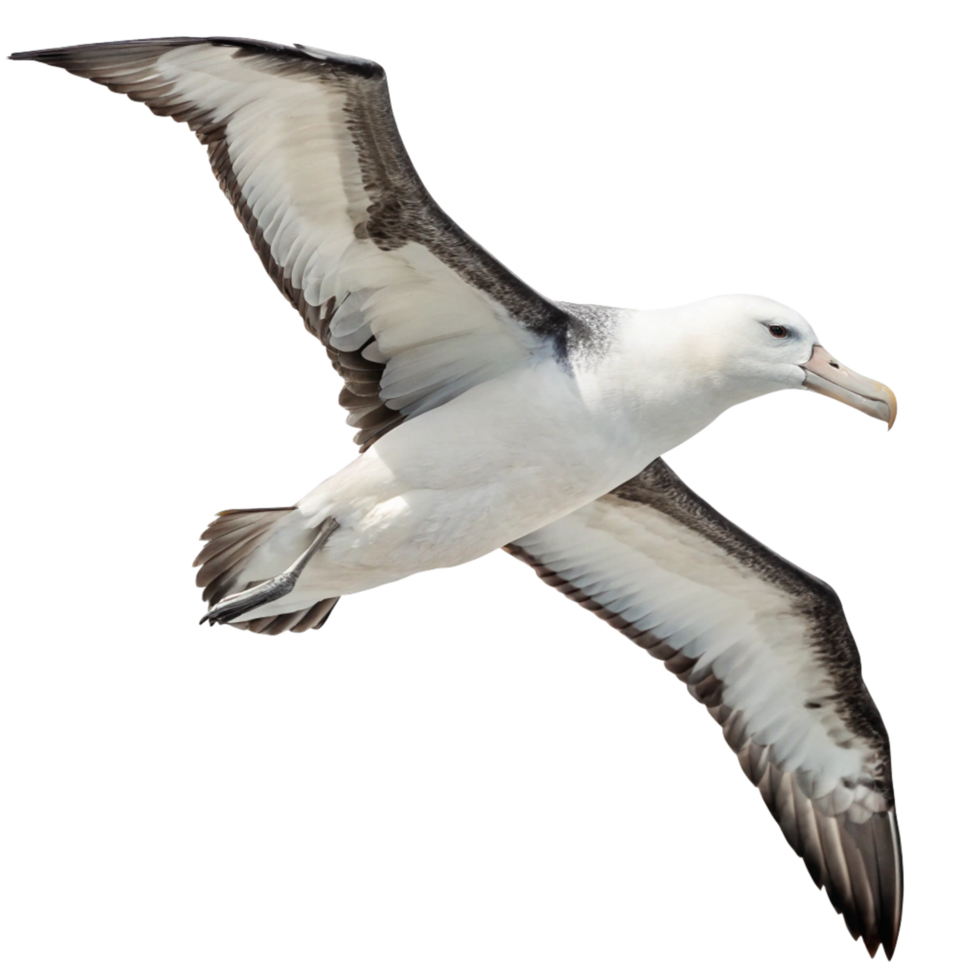 A Stunning Image of a Whitecapped Albatross in Flight Against a Black Background png