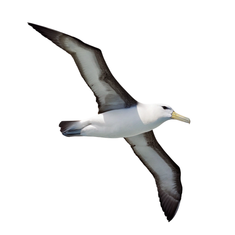 A Stunning Blackbrowed Albatross in Flight Against a Black Background png