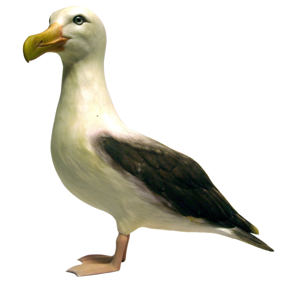 Closeup View of a LightColored Albatross with Dark Wings Against a Black Background png