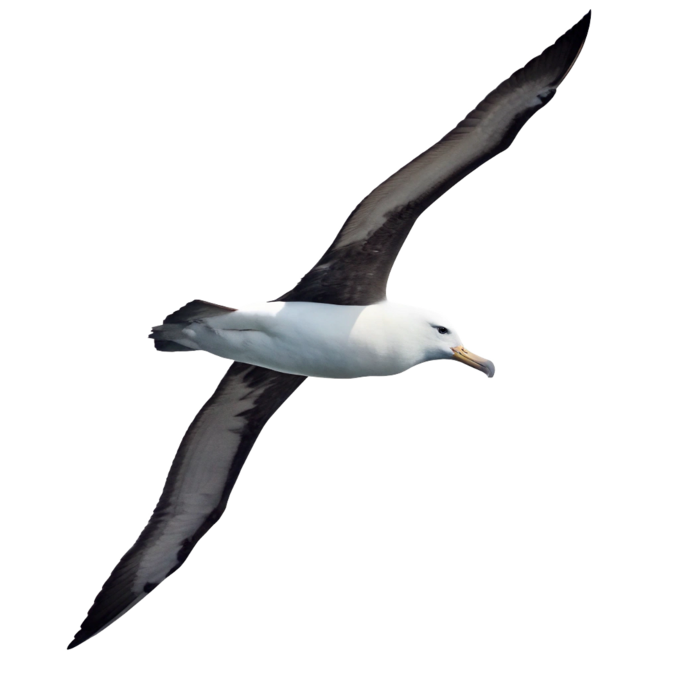 A Blackbrowed Albatross in Flight Against a Black Background png