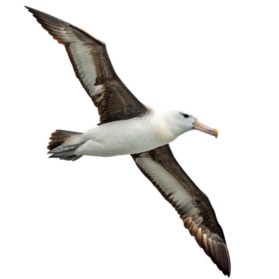 Majestic Albatross in Flight Against a Black Background Stunning Wildlife Photography png
