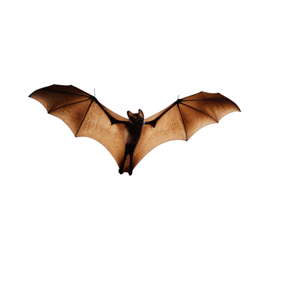 A Striking Image of a Bat in Flight Against a Black Background png