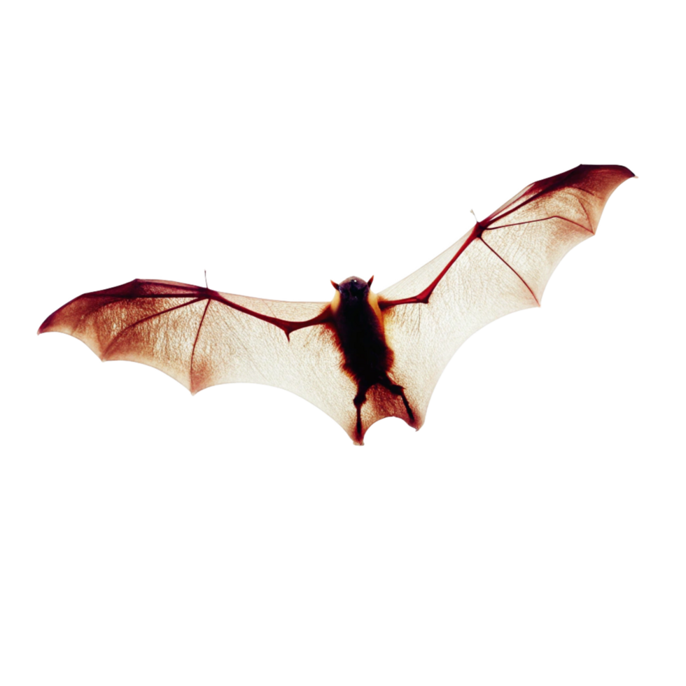 A Detailed Close Up of a Bat in Flight Against a Black Background png