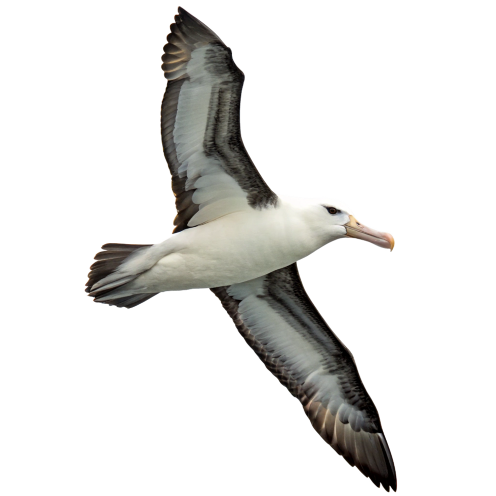 Stunning Image of a Black browed Albatross in Flight Against a Black Background png