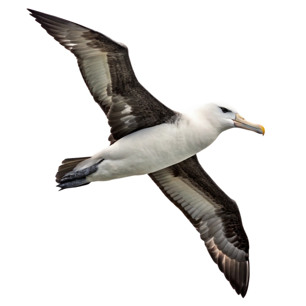 Magnificent Albatross in Flight against Black Background a Stunning Wildlife Image png