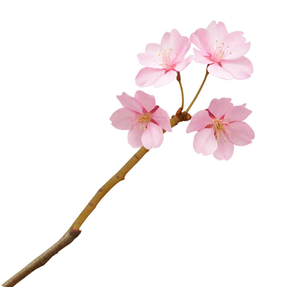 Delicate Pink Cherry Blossoms on a Branch Against a Black Background png