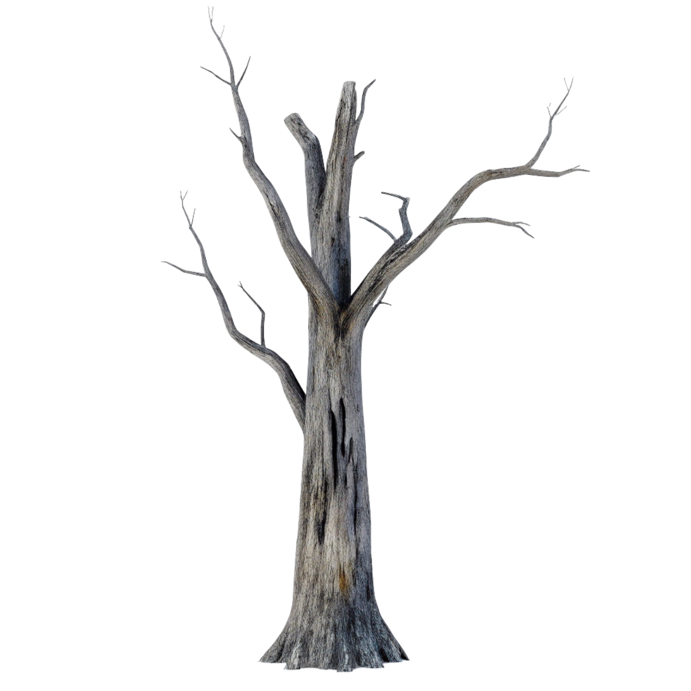 A Tall Dead Tree Standing Alone Against a Black Background AweInspiring Image of Nature's Resilience and Decay png
