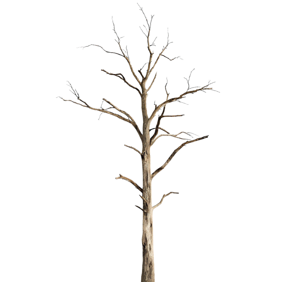 A Tall Dead Tree Isolated on Black Background a Single Bare Tree without Leaves png