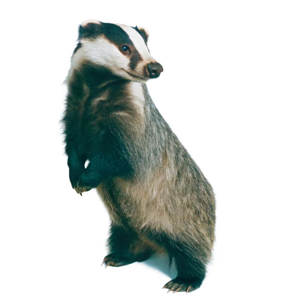 A Majestic European Badger Standing Tall on a Black Background png