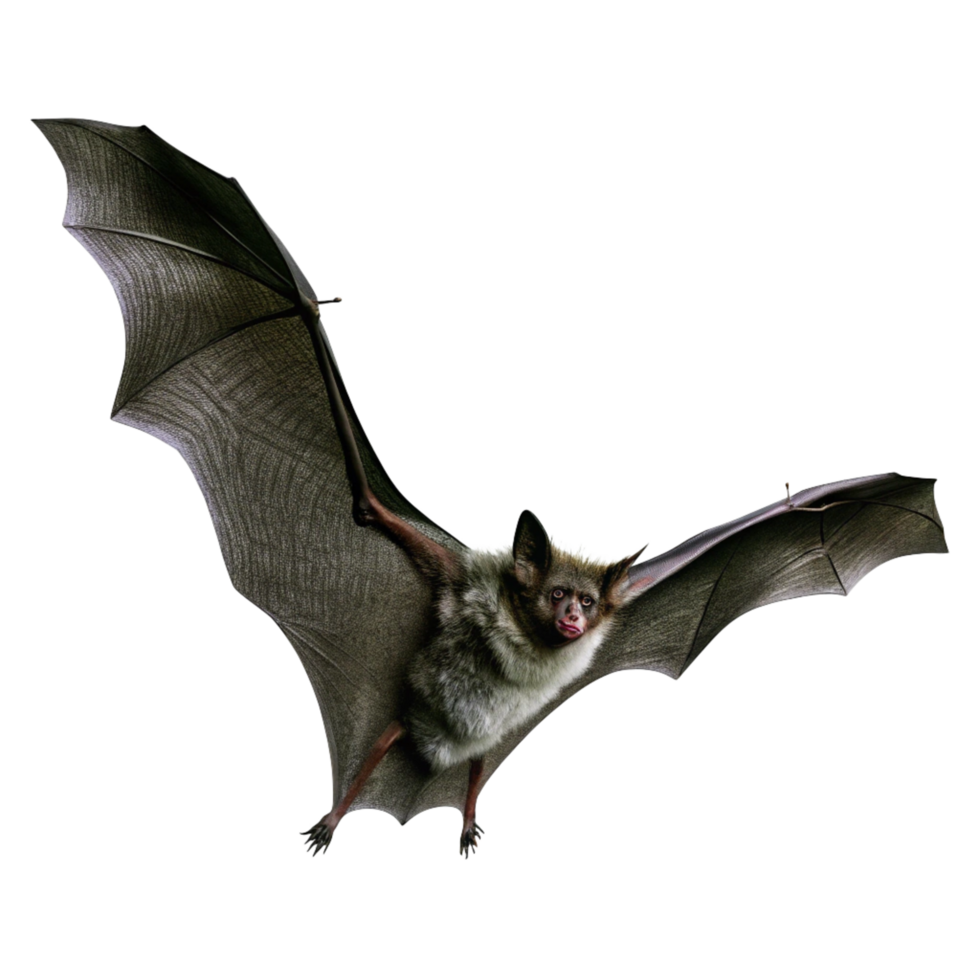 Spectacular Flight of a Greyish Brown Bat with Large Wings Against a Black Background png