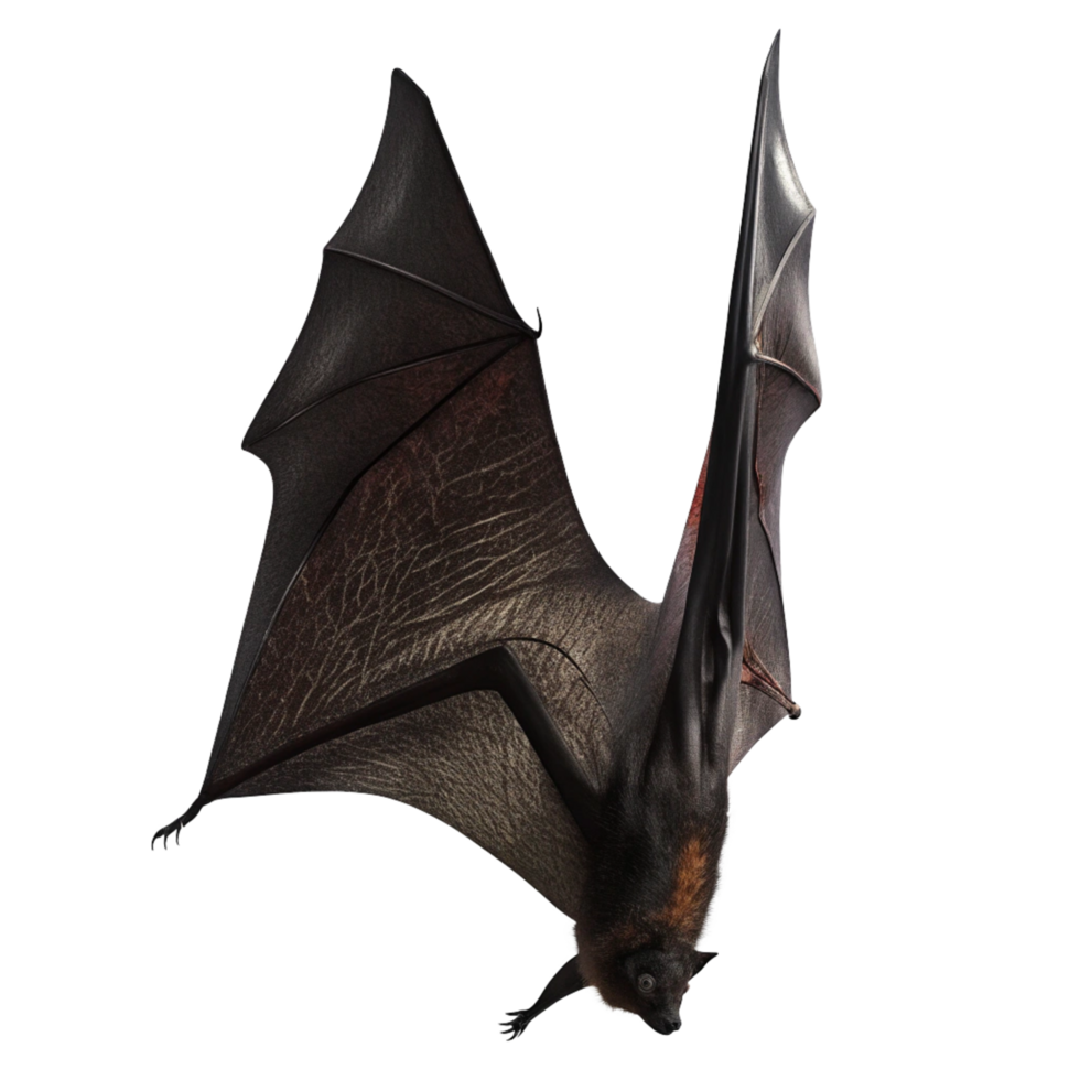 Spectacular Closeup of a Flying Fox Bat with Wings Spread Wide Against a Black Background png