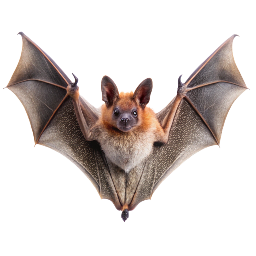 A Closeup of a ReddishBrown Bat with Wings Spread Wide Against a Black Background png