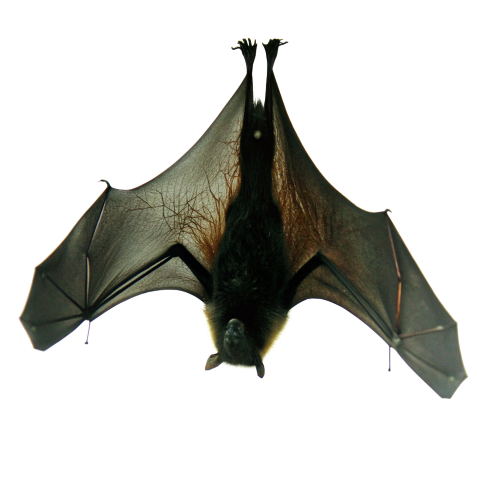 A Detailed Close Up of a Bat Hanging Upside Down on a Black Background png