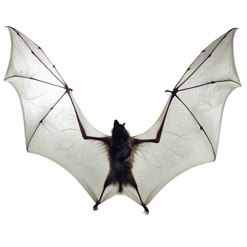 A Detailed Close Up of a Bat with Wings Spread Wide Against a Black Background png