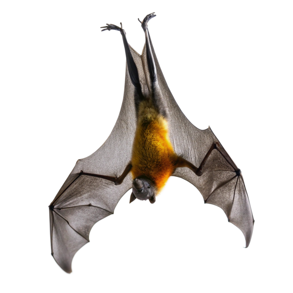 Spectacular Closeup of a Flying Fox Bat Hanging Upside Down Against a Black Background png