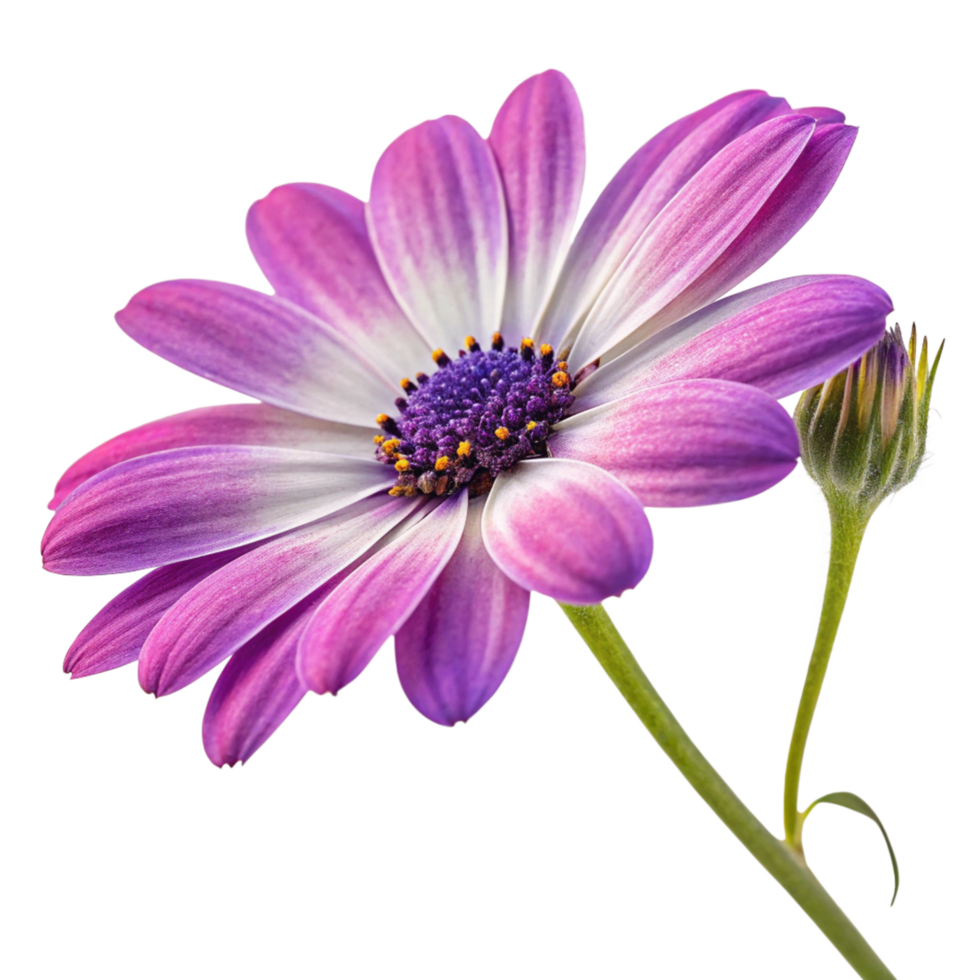 Closeup of a vibrant purple Osteospermum flower with a bud, isolated on black background png