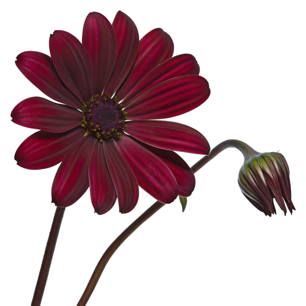 A Stunning Closeup of a Deep Maroon Osteospermum Flower and Bud Against a Black Background png