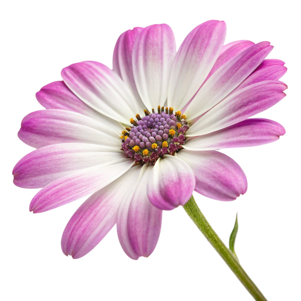 Closeup of a Delicate Pink and White Osteospermum Flower with Visible Petals and Stamens png