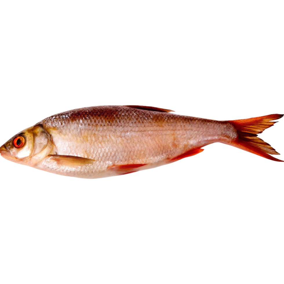 Freshwater Fish Image Detailed View of a Single Roach png