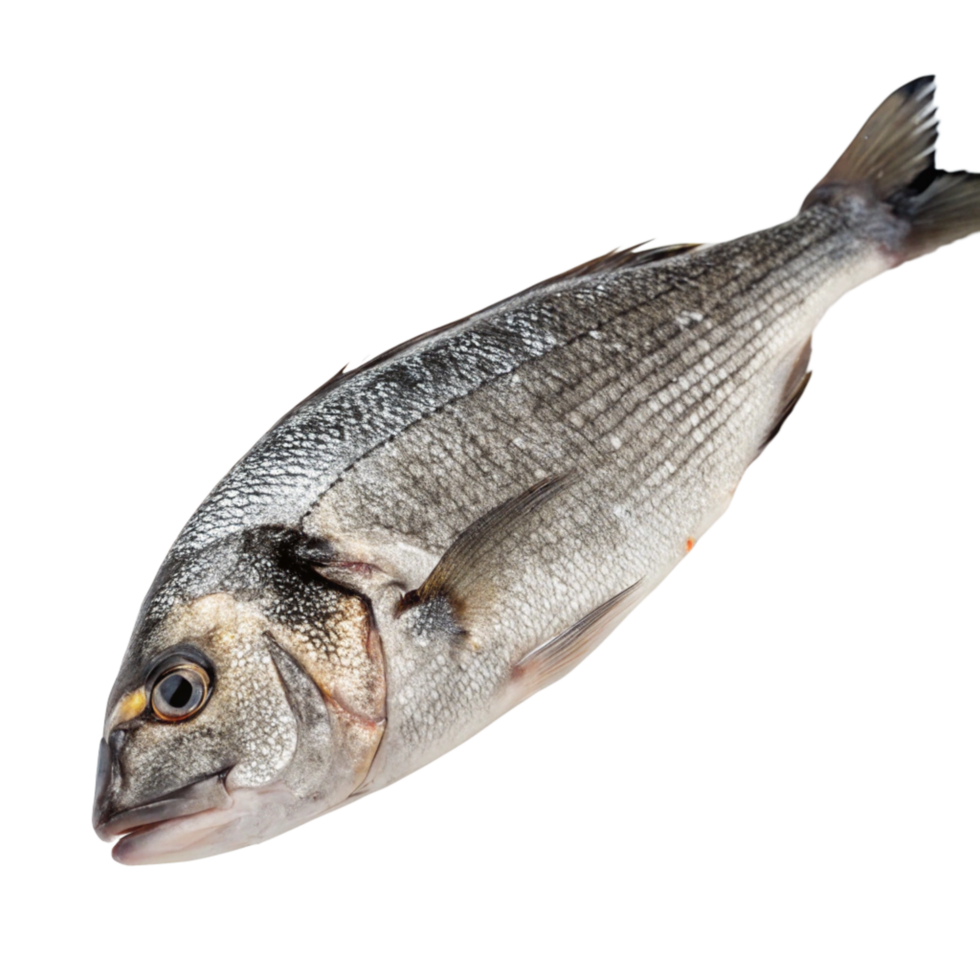 Closeup of a Freshly Caught Gilthead Seabream Fish on Black Background png