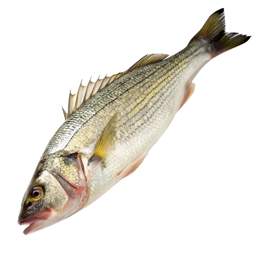 Striped Bass Fish Close Up Studio Shot on Black Background Detailed View of Scales and Fins png