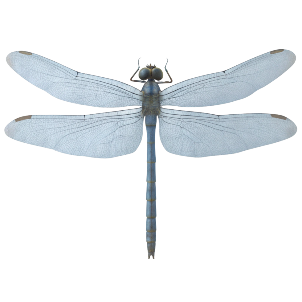 Detailed Closeup of a Dragonfly Specimen with Translucent Wings and BlueGray Body png