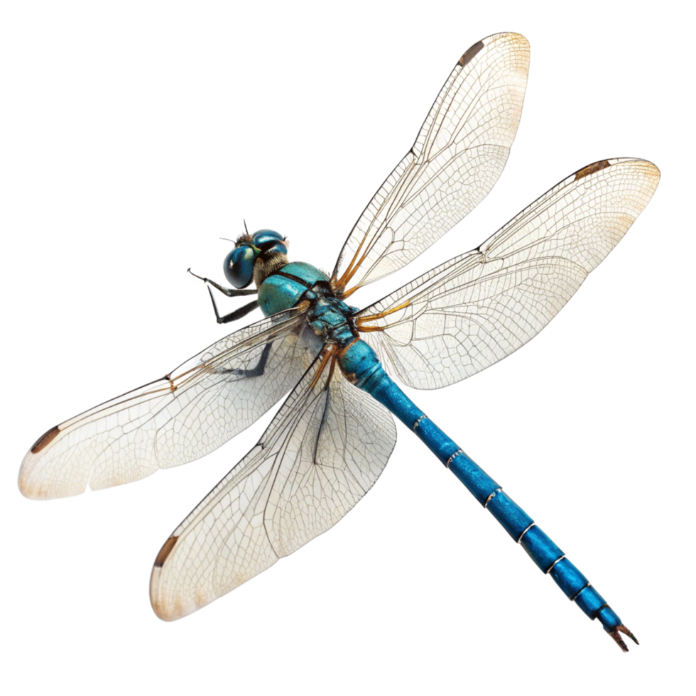 Stunning Closeup of a Vibrant Blue Dragonfly with Transparent Wings Against a Black Background png