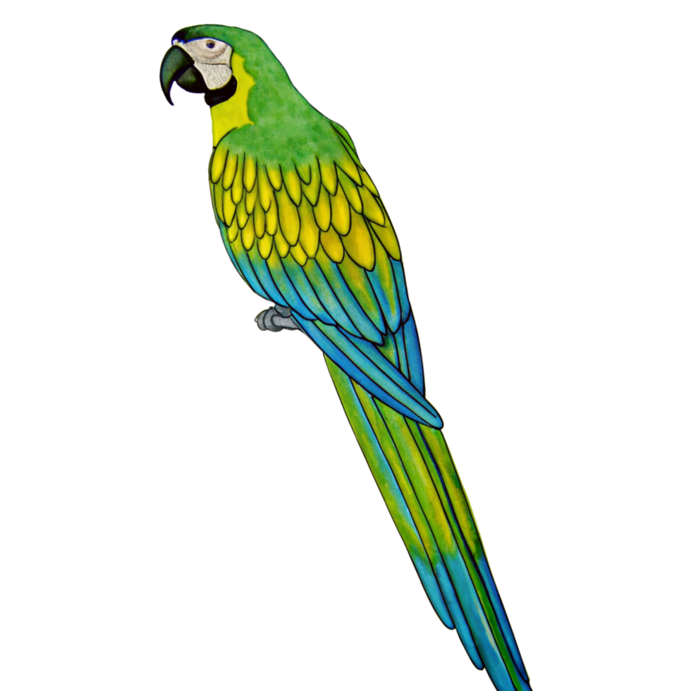 A Vivid Illustration of a Blue and Yellow Macaw Parrot Perched Against a Black Background png