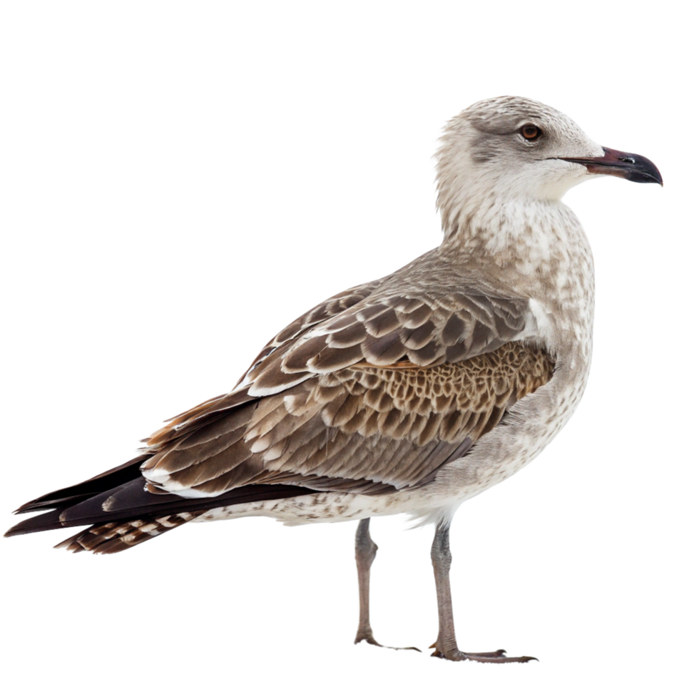 Juvenile Yellowlegged Gull Bird Detailed Profile Image on Black Background png