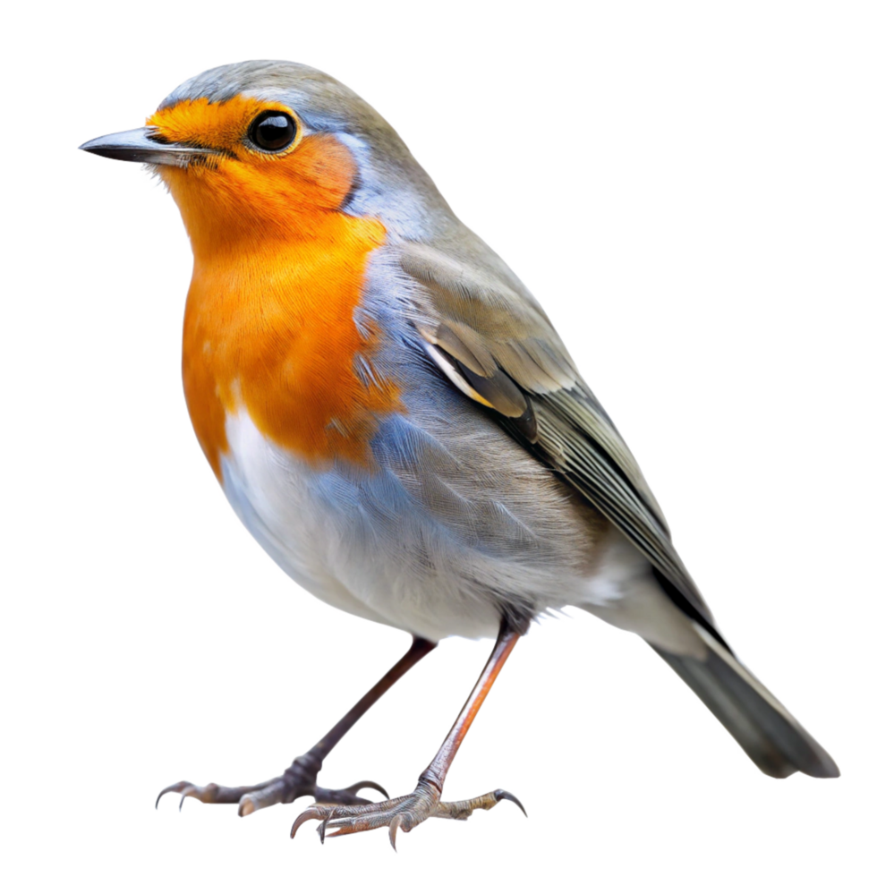 Closeup of a European Robin Bird on Black Background Detailed View of Feathers and Talons png