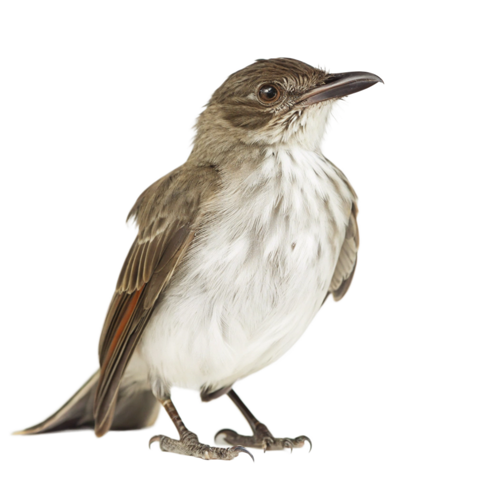 A Stunning Closeup of a Small Brown and White Bird with a Dark Beak png