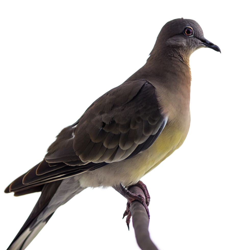 Closeup of a beautiful mourning dove perched on a branch against a black background png