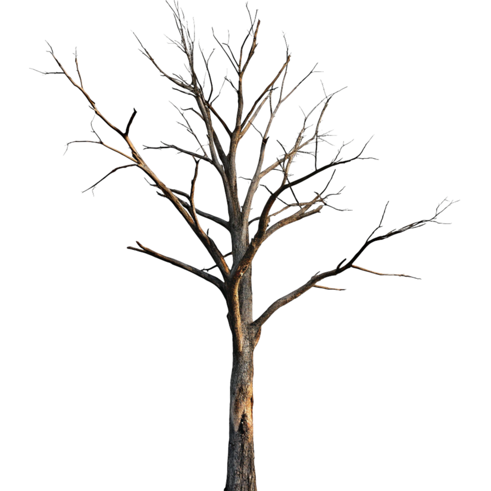 A Tall Bare Tree Isolated on Black Background, Stark Branches Reaching Upwards png