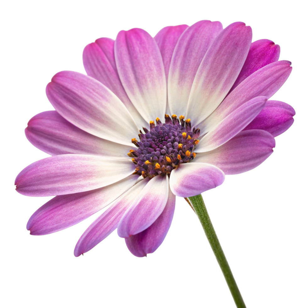 Closeup of a Delicate Purple Osteospermum Flower with White Center and Yellow Pollen png
