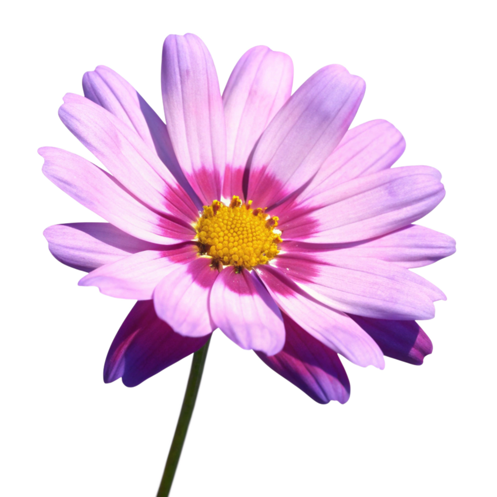 Closeup of a Vibrant Pink Cosmos Flower with Yellow Center and Delicate Petals png