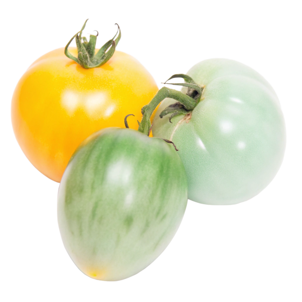 A Collection of Three Vibrant Tomatoes Yellow Green and Green Tomatoes Fresh Garden Vegetables png