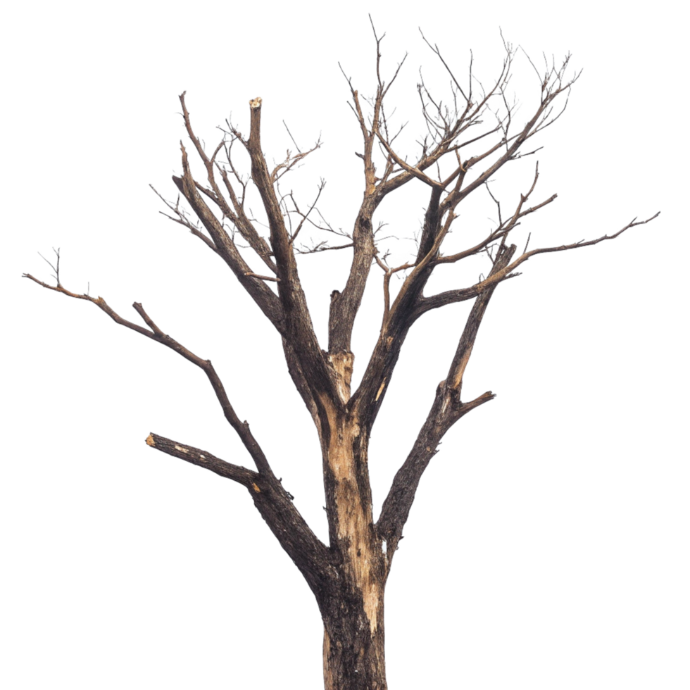 A Stark Winter Landscape Featuring a Leafless Tree Against a Black Background png