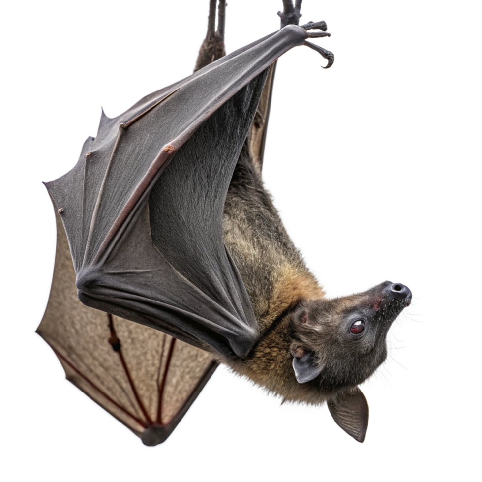 Closeup of a GreyHeaded Flying Fox Bat Hanging Upside Down png