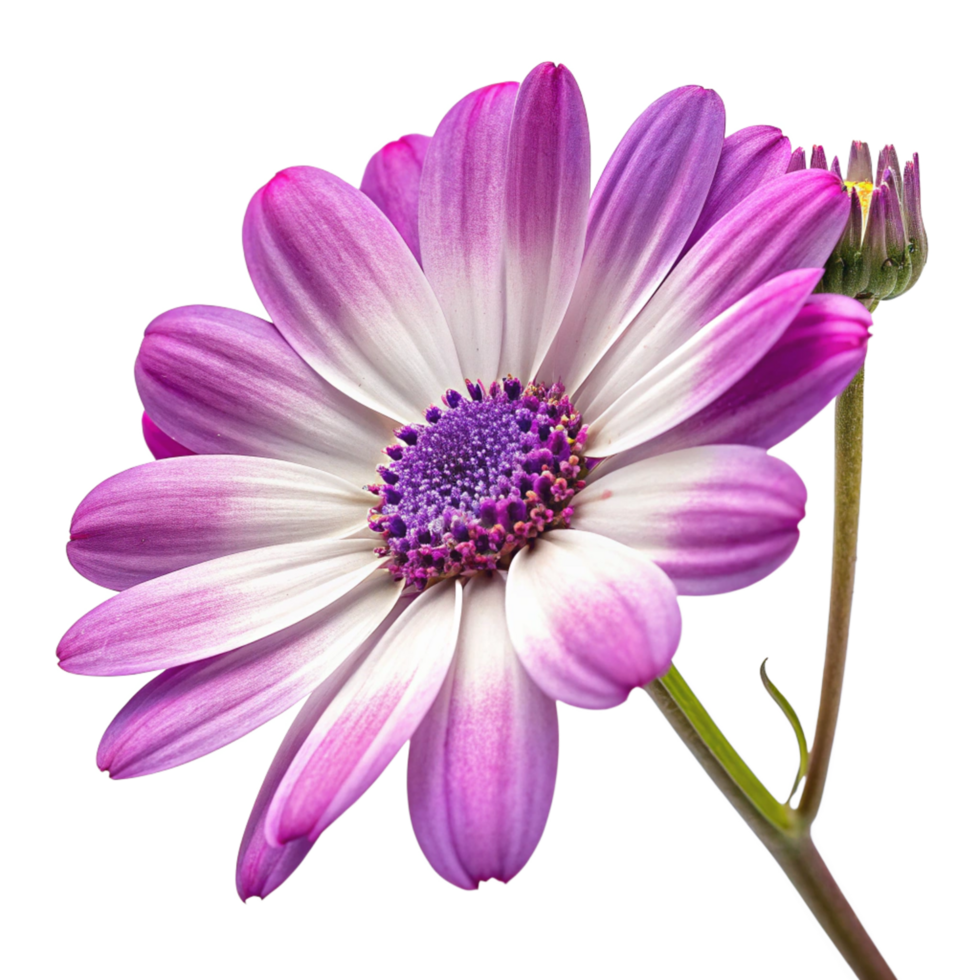 Closeup of a Beautiful Purple and White Osteospermum Flower with a Bud png