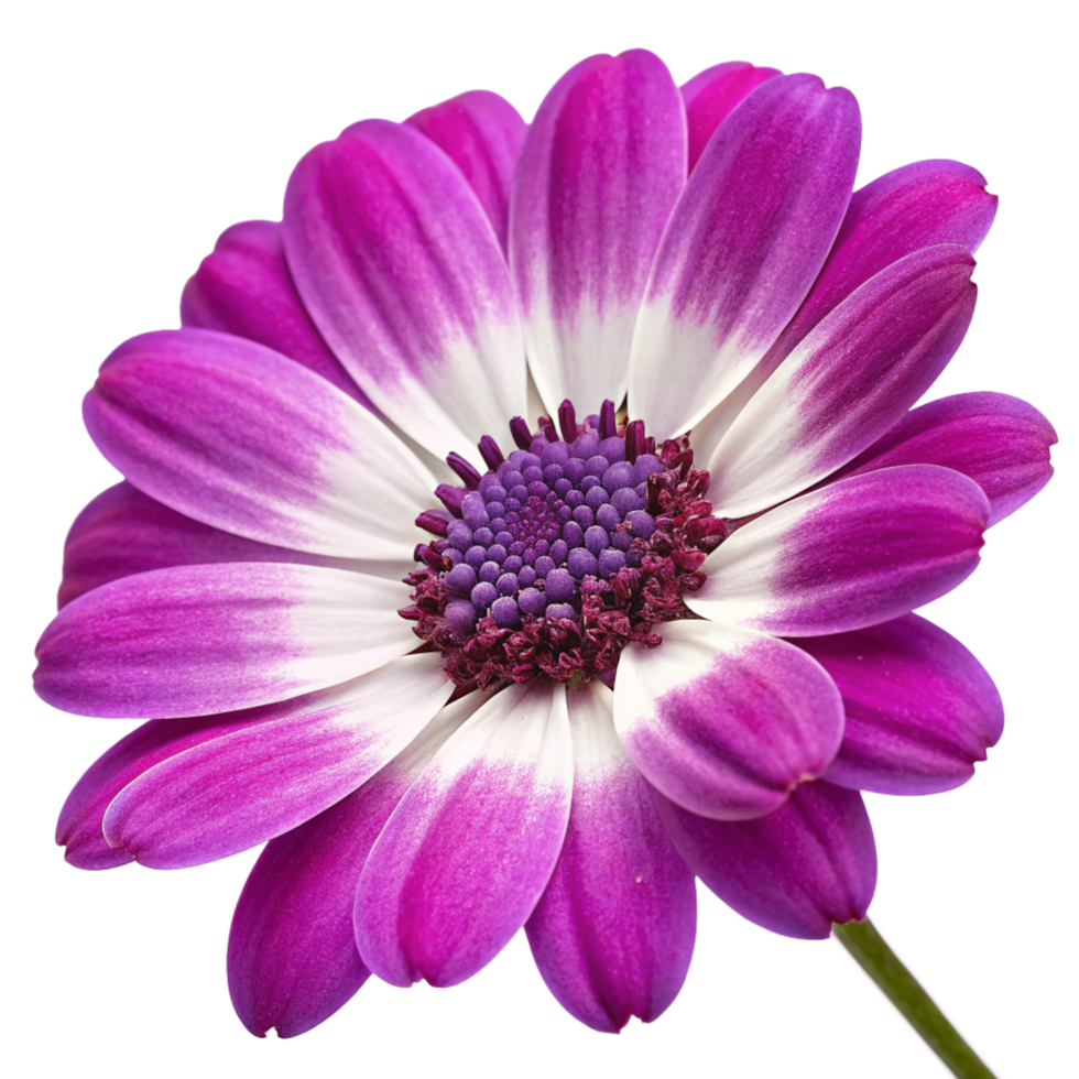 Closeup of a vibrant purple and white Osteospermum flower with a detailed view of its petals and central disc florets against a black background png