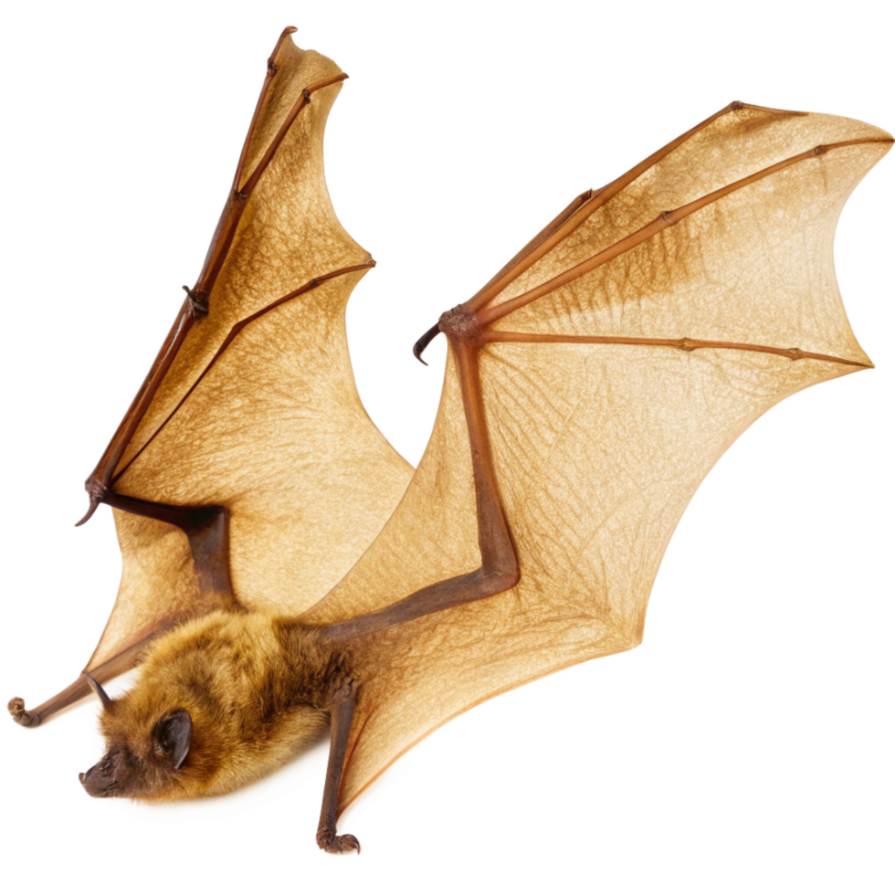 Closeup of a Brown Bat in Flight with Detailed Wing Membranes and Fur png