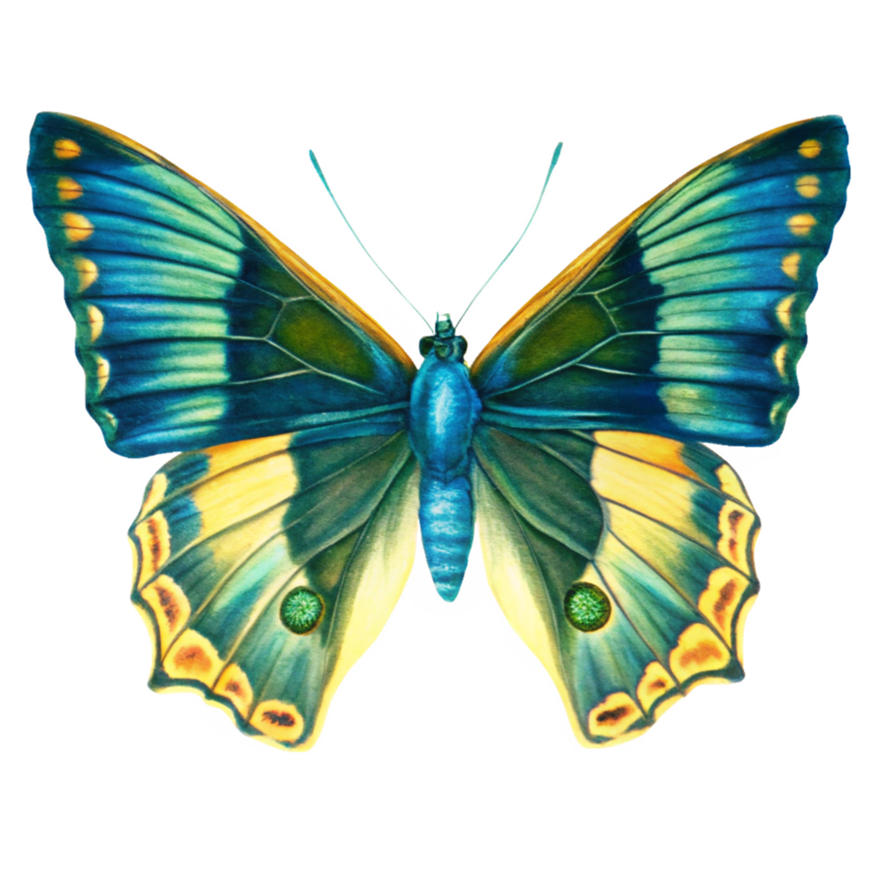 Vibrant Blue and Yellow Butterfly with Intricate Wing Patterns png