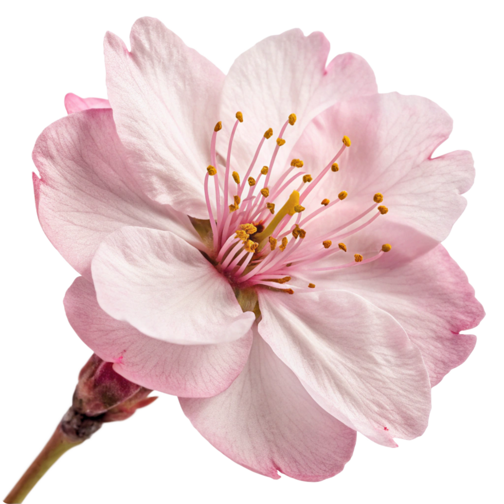 Closeup of a Delicate Pink Almond Blossom Flower with Visible Stamens and Petals png