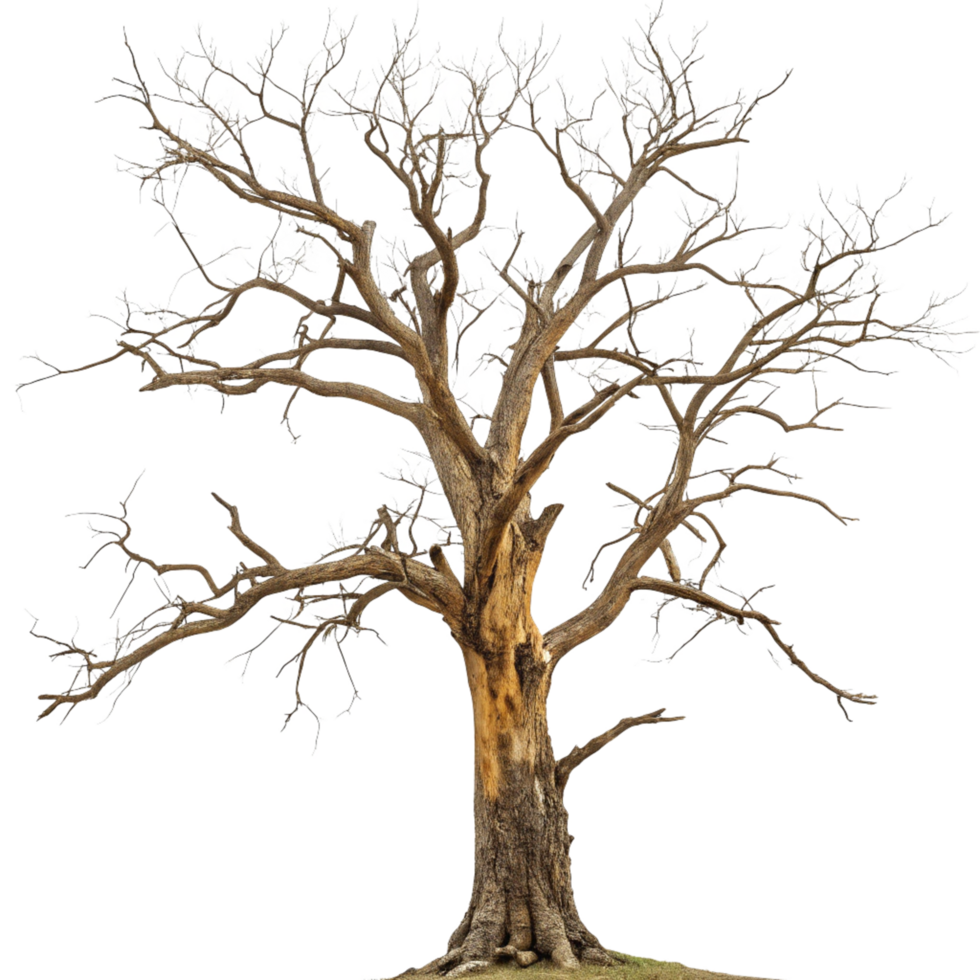 A Majestic Bare Tree Standing Tall Against a Black Background png