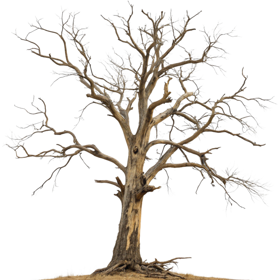 A Majestic Winter Tree Isolated on Black Background Showing Bare Branches and Exposed Roots png