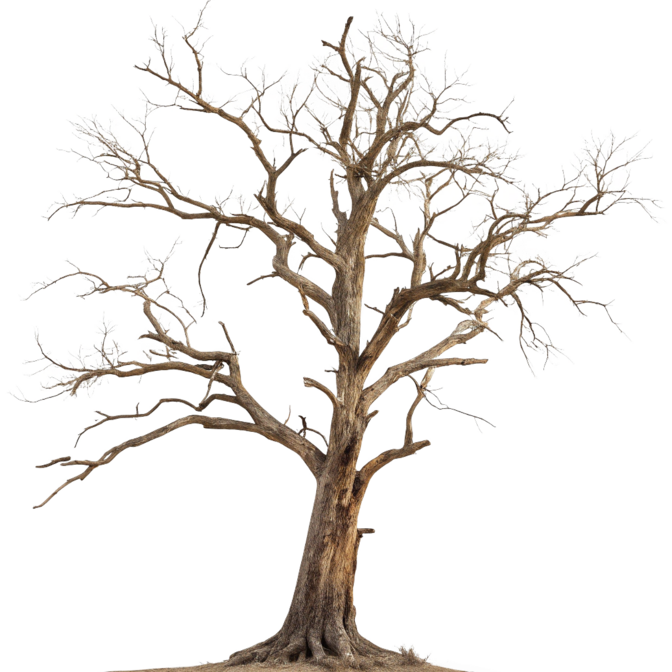 A Majestic Old Tree with Barren Branches Reaching Skyward Against a Black Background png