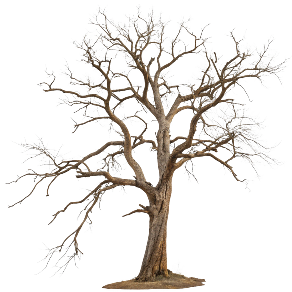 A majestic bare deciduous tree covered in winter frost stands tall against a black background png