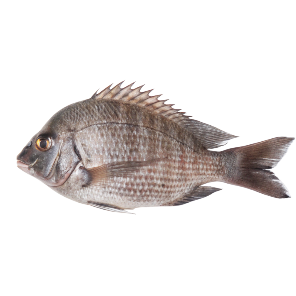 Closeup view of a single raw grey fish isolated on a black background showing details of its scales, fins, and body structure png