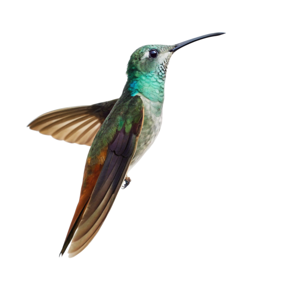 Magnificent Greenthroated Hummingbird in Flight Against Black Background png